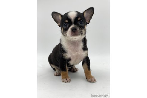 成約済の愛知県のチワワ(スムースコート)-248723の8枚目