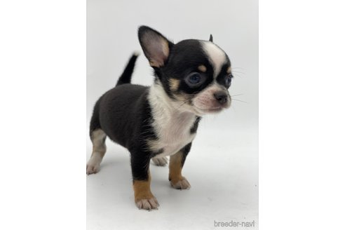 成約済の愛知県のチワワ(スムースコート)-248723の9枚目