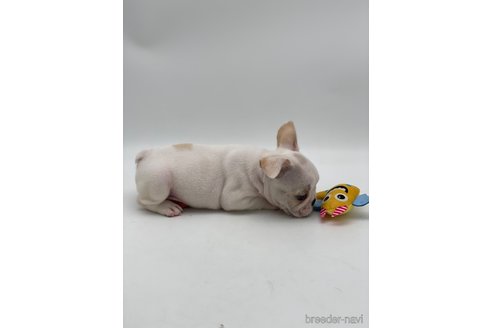 成約済の愛知県のフレンチブルドッグ-250653の7枚目