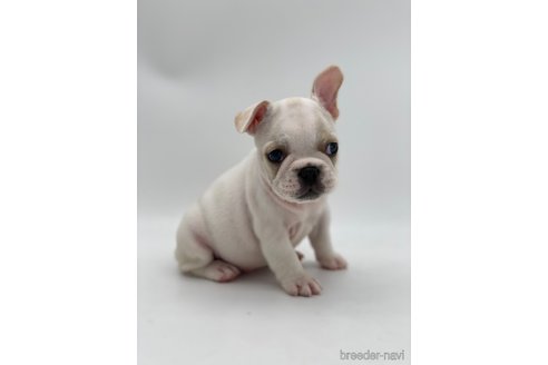 成約済の愛知県のフレンチブルドッグ-250653の8枚目