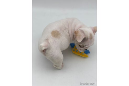 成約済の愛知県のフレンチブルドッグ-250653の2枚目