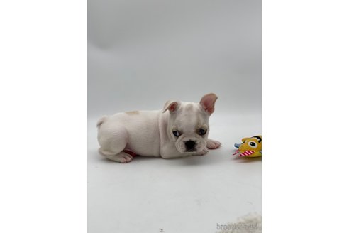 成約済の愛知県のフレンチブルドッグ-250653の3枚目