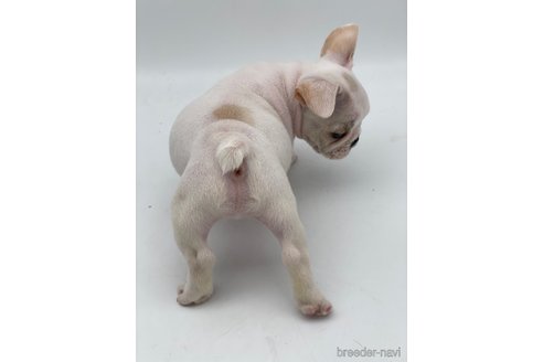 成約済の愛知県のフレンチブルドッグ-250653の4枚目