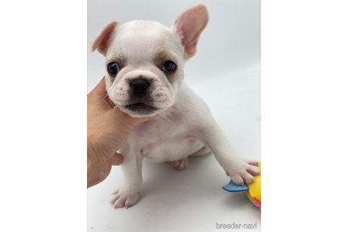 成約済の愛知県のフレンチブルドッグ-250653の5枚目