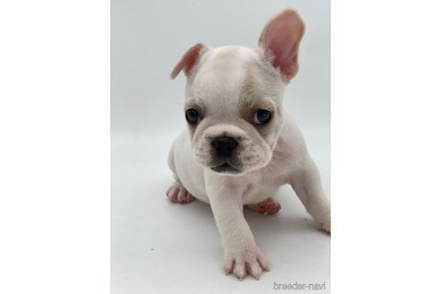 成約済の愛知県のフレンチブルドッグ-250653の6枚目