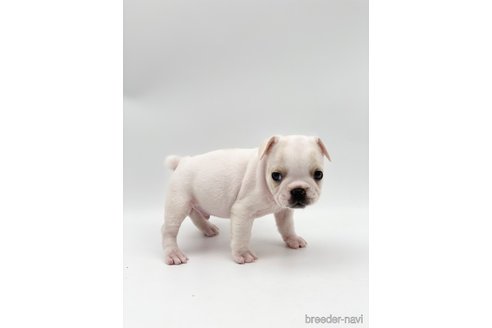 成約済の愛知県のフレンチブルドッグ-250654の3枚目