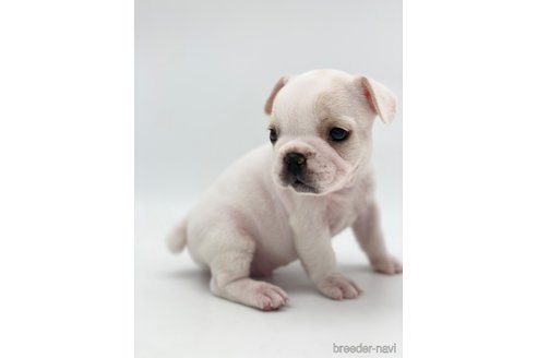 成約済の愛知県のフレンチブルドッグ-250654の5枚目