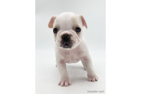 成約済の愛知県のフレンチブルドッグ-250654の6枚目