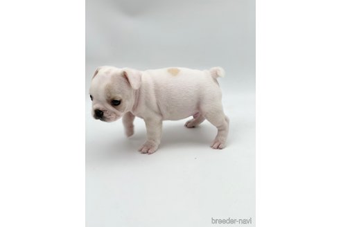 成約済の愛知県のフレンチブルドッグ-250654の9枚目