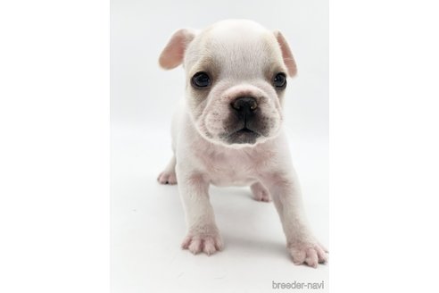 成約済の愛知県のフレンチブルドッグ-250654の1枚目