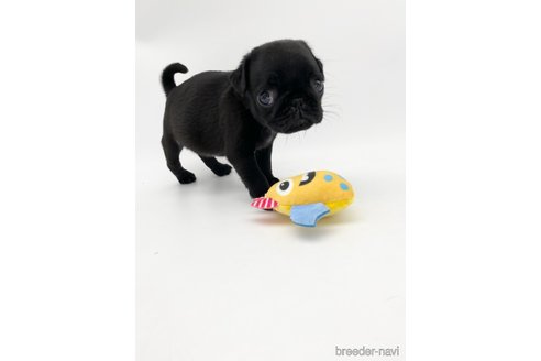 成約済の愛知県のパグ-250662の7枚目