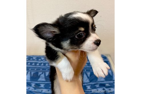 成約済の愛知県のチワワ(ロングコート)-250657の1枚目