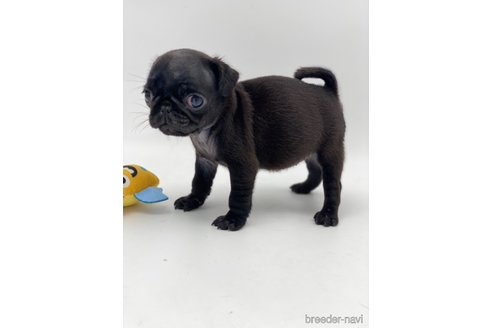 成約済の愛知県のパグ-250663の9枚目