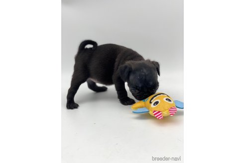 成約済の愛知県のパグ-250663の7枚目