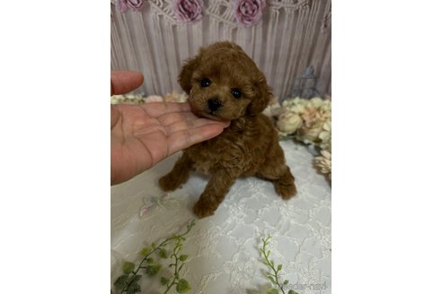 成約済の島根県のティーカッププードル-250664の1枚目