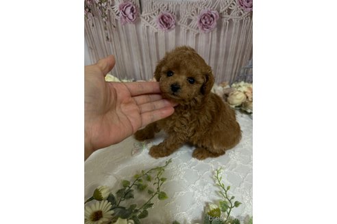 成約済の島根県のティーカッププードル-250664の2枚目