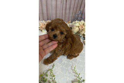 成約済の島根県のティーカッププードル-250664の3枚目