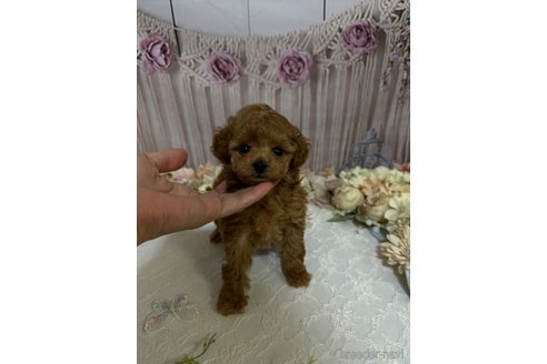 成約済の島根県のティーカッププードル-250664の4枚目