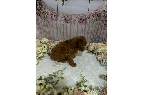 成約済の島根県のティーカッププードル-250664の5枚目