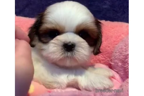子犬