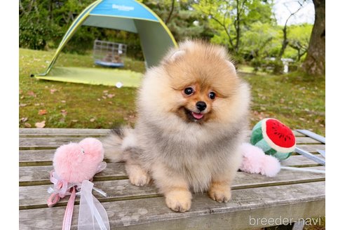 成約済の岐阜県のポメラニアン-237958の24枚目