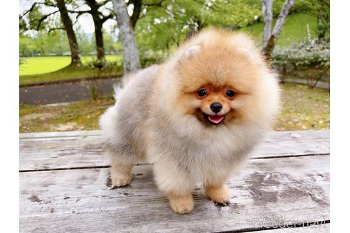 成約済の岐阜県のポメラニアン-237958の14枚目