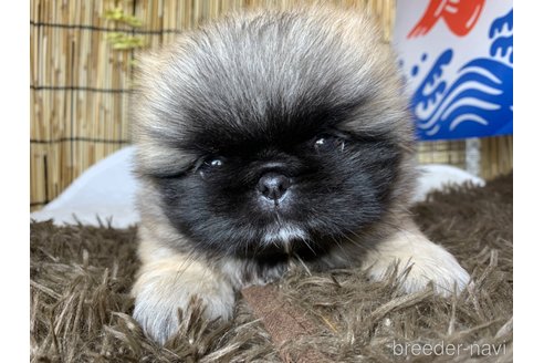 成約済の大分県のペキニーズ-244305の1枚目