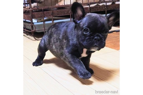 成約済の愛媛県のフレンチブルドッグ-250739の52枚目
