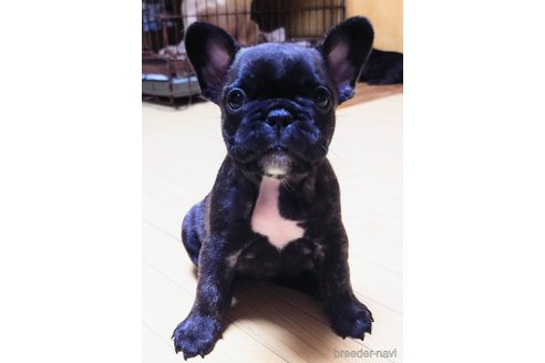 成約済の愛媛県のフレンチブルドッグ-250739の53枚目