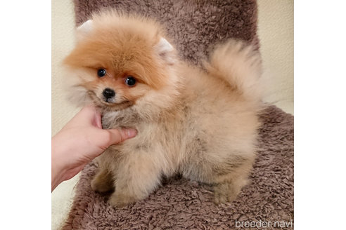 成約済の愛知県のポメラニアン-242561の8枚目
