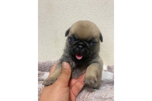 子犬
