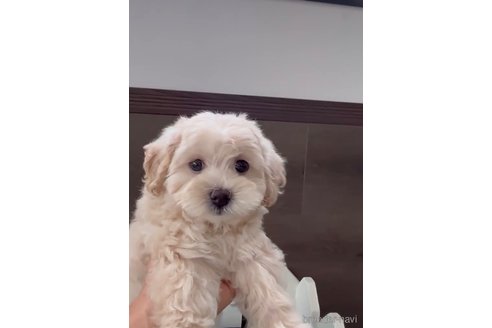 成約済の福岡県のマルプー:マルチーズ×トイプードル-246304の2枚目