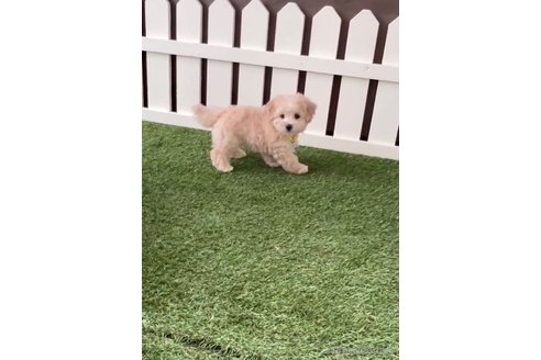 成約済の福岡県のマルプー:マルチーズ×トイプードル-246304の3枚目