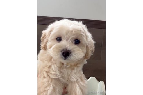 成約済の福岡県のマルプー:マルチーズ×トイプードル-246304の1枚目