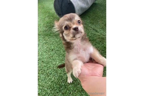 成約済の福岡県のミックス犬-237363
