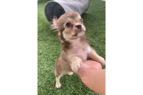 成約済の福岡県のミックス犬-237363の3枚目