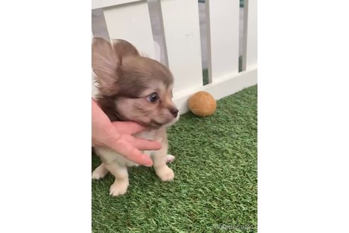 成約済の福岡県のミックス犬-237363の2枚目