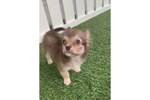 成約済の福岡県のミックス犬-237363の5枚目