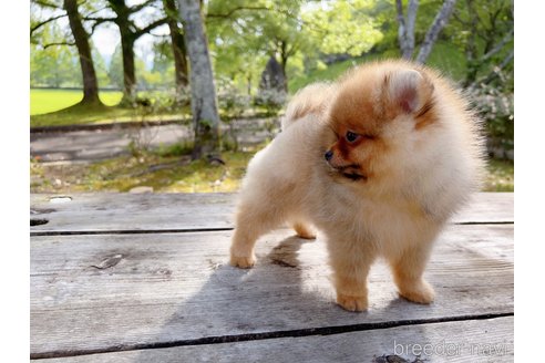 成約済の岐阜県のポメラニアン-243225の14枚目