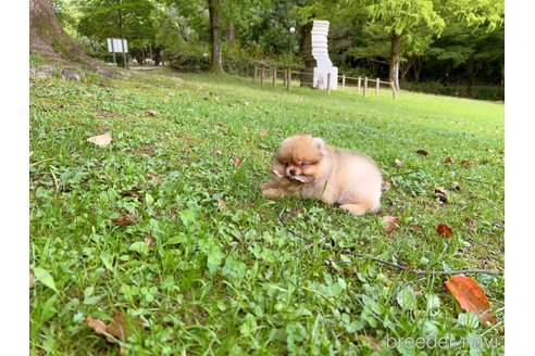 成約済の岐阜県のポメラニアン-243225の6枚目
