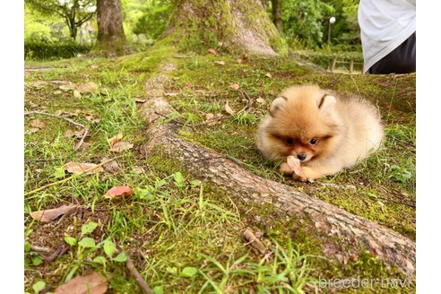 成約済の岐阜県のポメラニアン-243225の2枚目