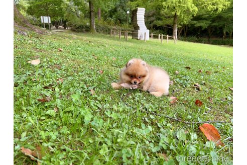 成約済の岐阜県のポメラニアン-243225の3枚目