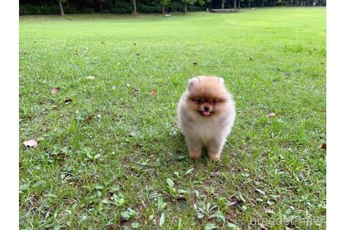 成約済の岐阜県のポメラニアン-243225の4枚目