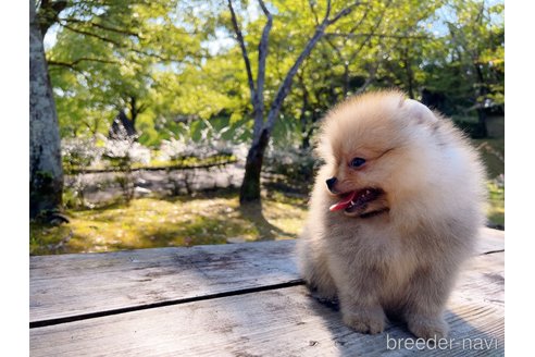成約済の岐阜県のポメラニアン-242980の4枚目