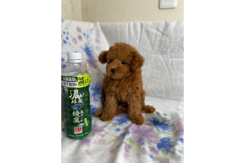 成約済の千葉県のトイプードル-246711の13枚目