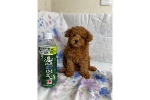 成約済の千葉県のトイプードル-246711の11枚目