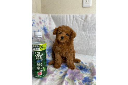 成約済の千葉県のトイプードル-246711の10枚目