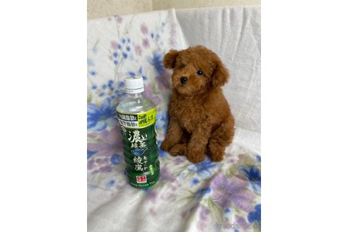 成約済の千葉県のトイプードル-246711の8枚目