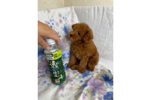 成約済の千葉県のトイプードル-246711の7枚目