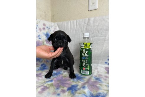 成約済の千葉県のパグ-247185の2枚目